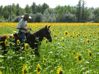 Passeggiata a cavallo Via Maremmana 2 h e 30 min