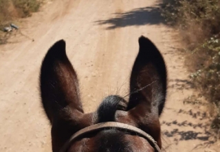 Passeggiata a cavallo in Alta Maremma 2 h