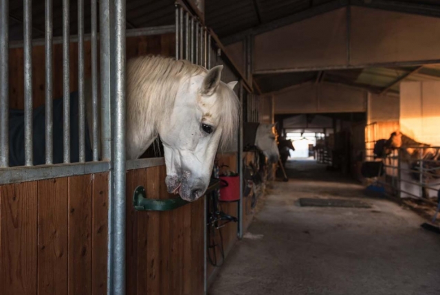  riding school