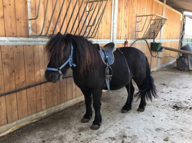  pony 