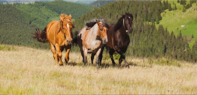  Chevaux libres dans la nature 