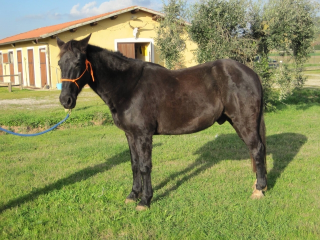  Caballo negro de tormenta 