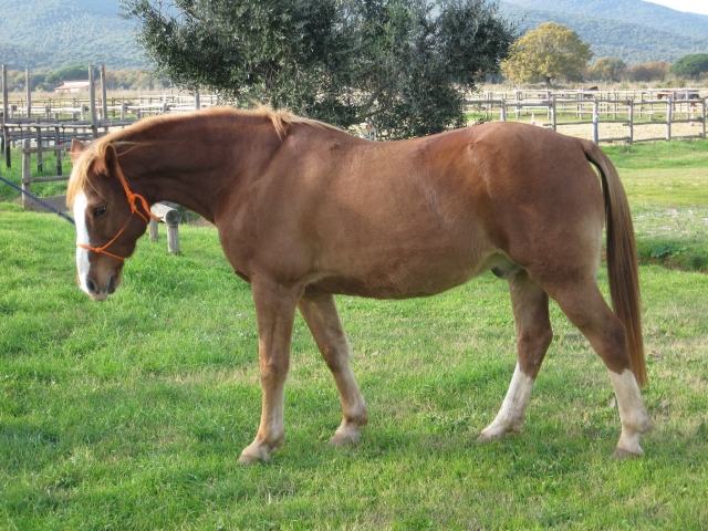  Sólo caballos de pura raza 