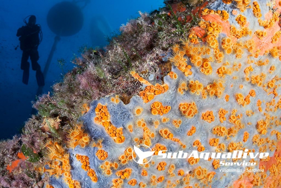  Seabed 