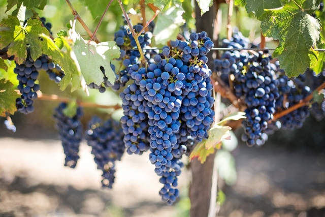  The vineyards 