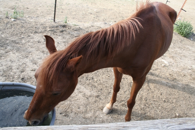 Cavallo che beve 