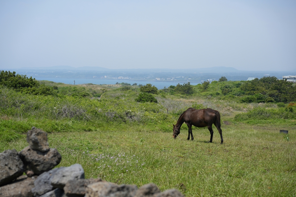  Nossos cavalos na natureza