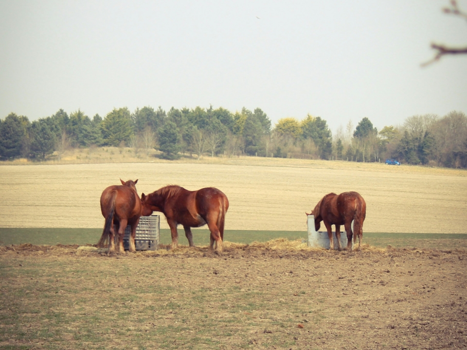  Our horses in the paddock 