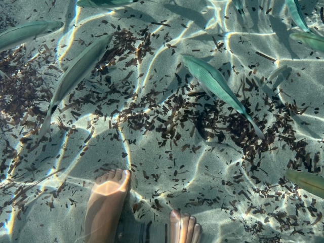  The fauna and the Marina flora of Sardinia