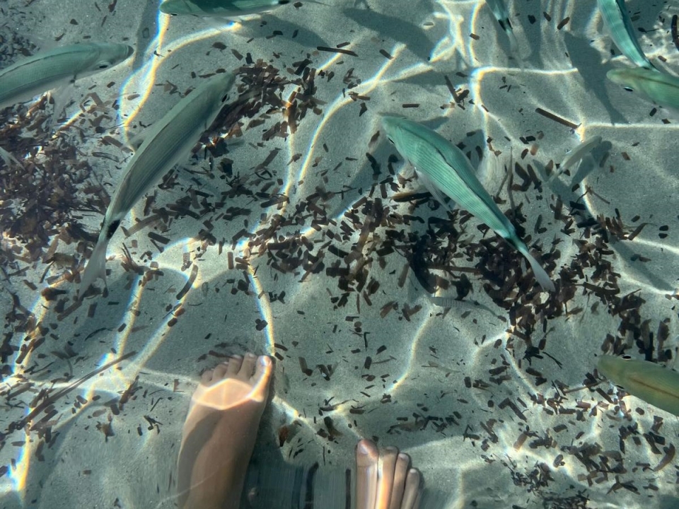  Die Fauna und die Marina Flora von Sardinia zu genießen