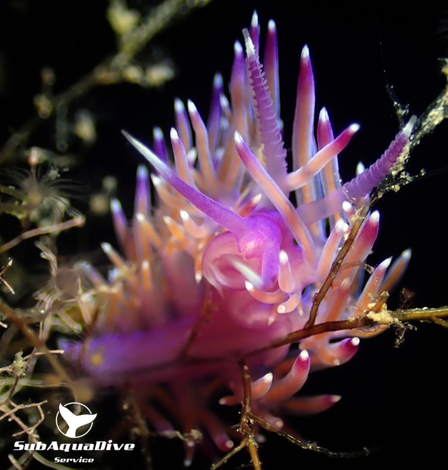  Flabellina