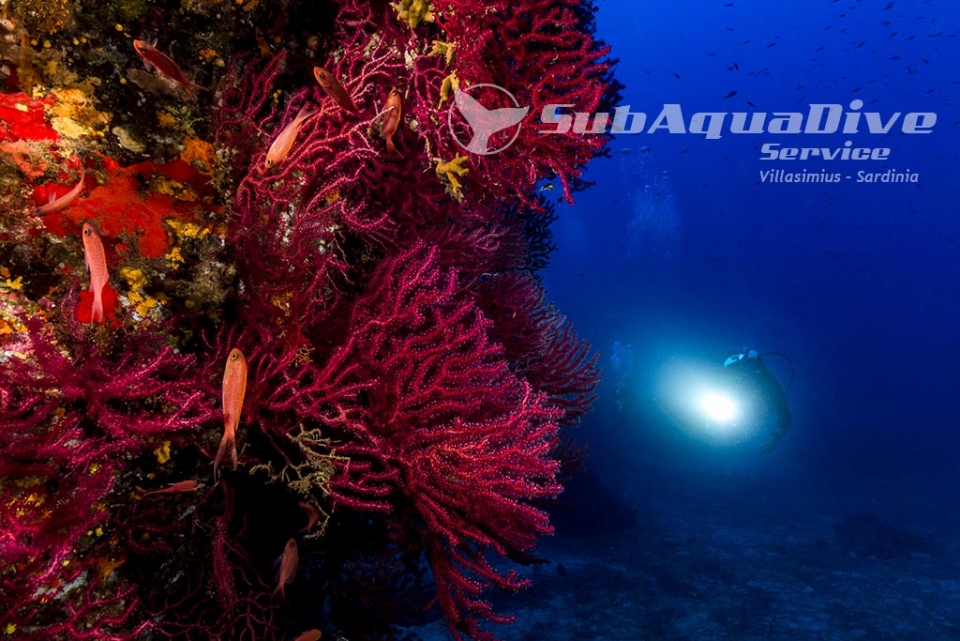  Red gorgonian 