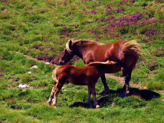 piccoli con le loro madri