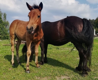 Balade à cheval de 8 heures dans les Dolomites