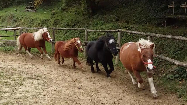  Nuestros ponis 