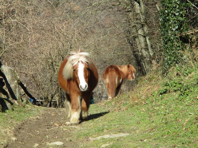  Ponis en el bosque 