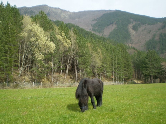  Ponis en la pradera 