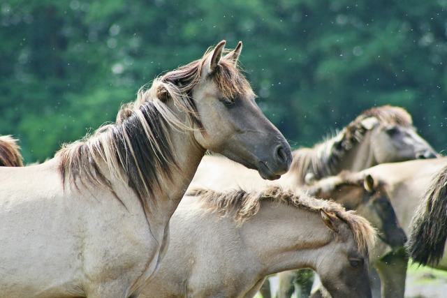 Animaux magnifiques 