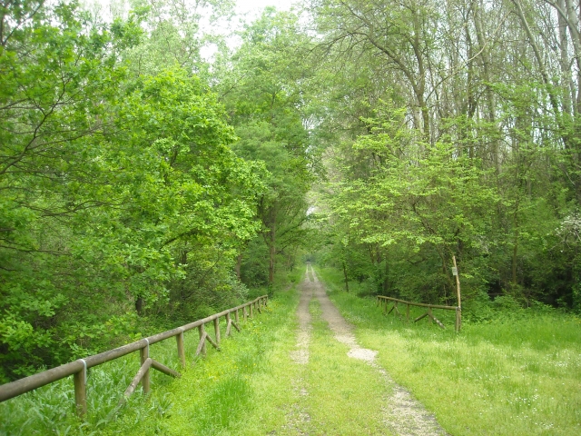 Itinerarios en el bosque 