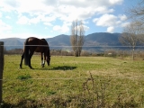 Horseback riding tour through the Cottanello meadows 1:30H