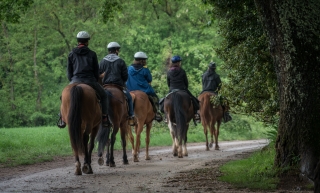 Tour a cavallo nella campagna maremmana 4 h