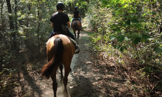  恢复活力的步行 