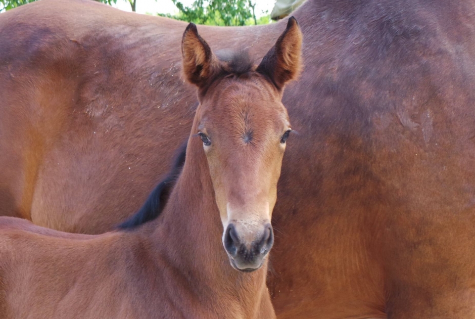 Un puledro  Un puledro