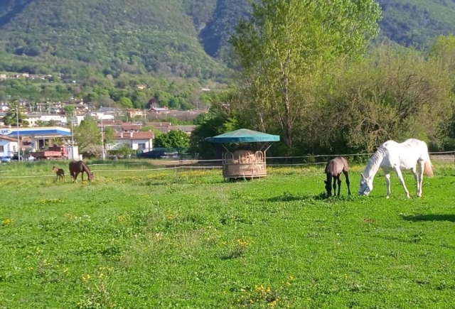 Prato dove pascolano i cavalli