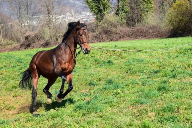Uno dei nostri splendidi cavalli