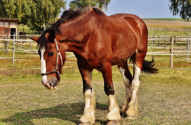  come and meet our horses 