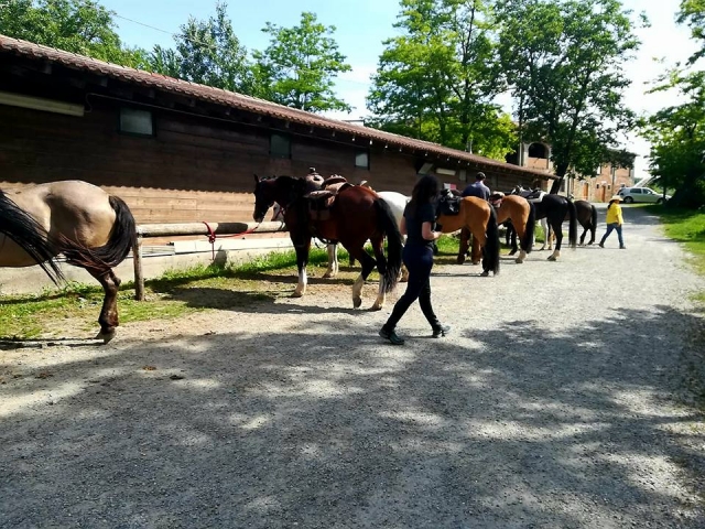  Nos amis chevaux 