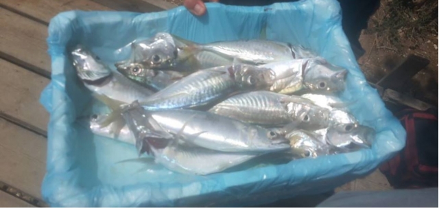 Pesca sportiva a Fiumicino