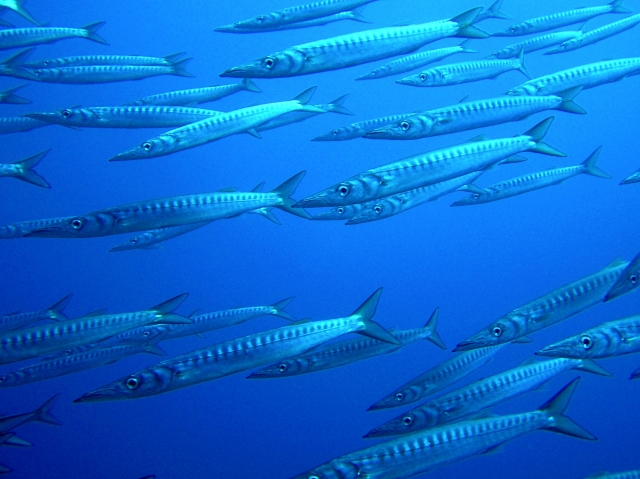 Barracuda 