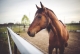 Passeggiate a Cavallo Agordo