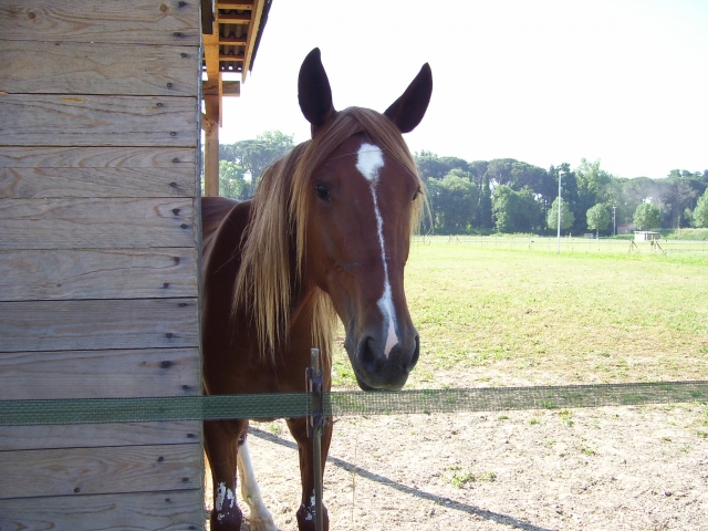Brown horse 