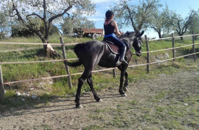 equitazione in recinto