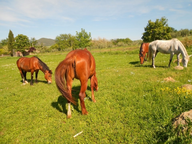 Free Horses.jpg 