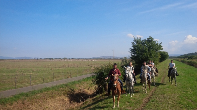 bestiame al pascolo nella maremma