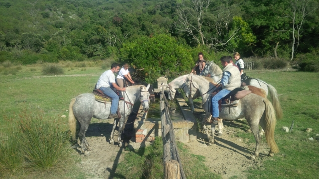 un momento di pausa per i cavalli