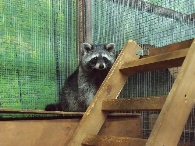  raccoon 