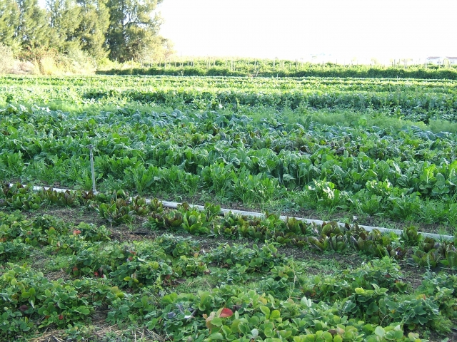  vegetables