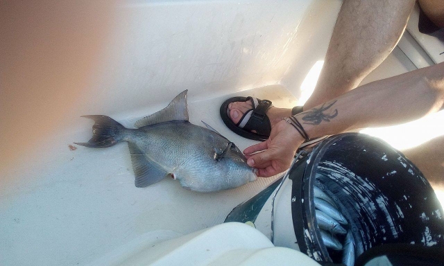 Pesce balestra