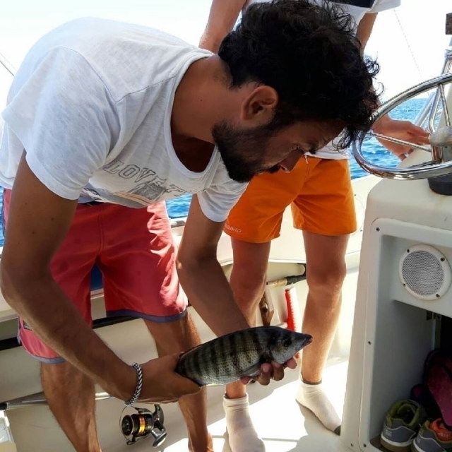 Pesce sarago 