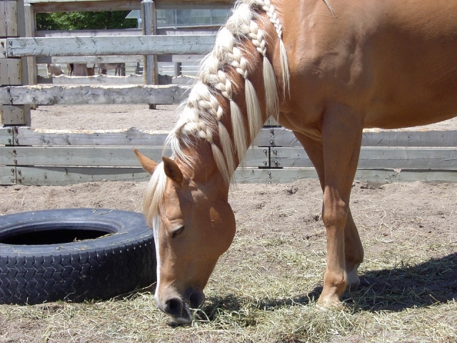  Pferd, ein sehr intelligentes Tier 