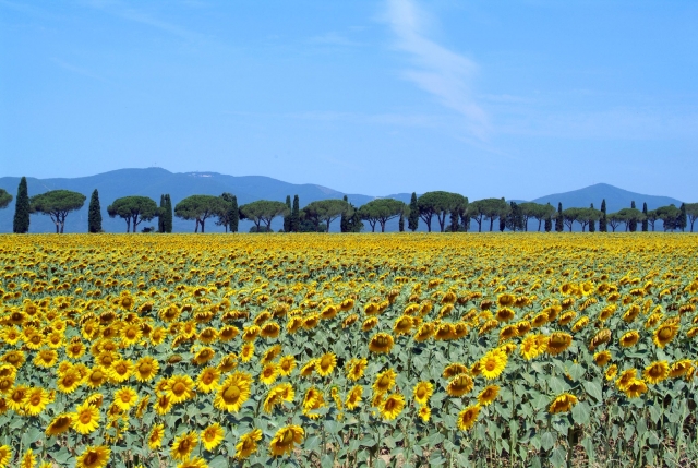  Maremma, wie Sie träumen 