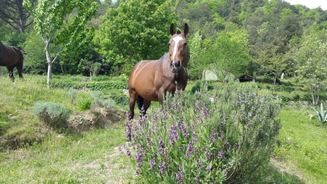 Un cavallo nella natura
