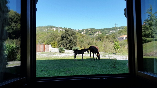 Piccola finestra sul mondo equino