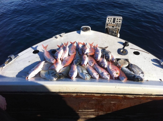  ¡Rica pesca! 