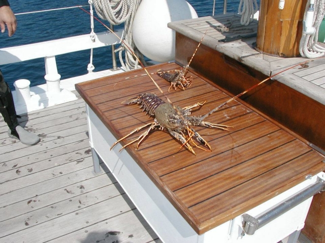  Frisch gefangener Hummer