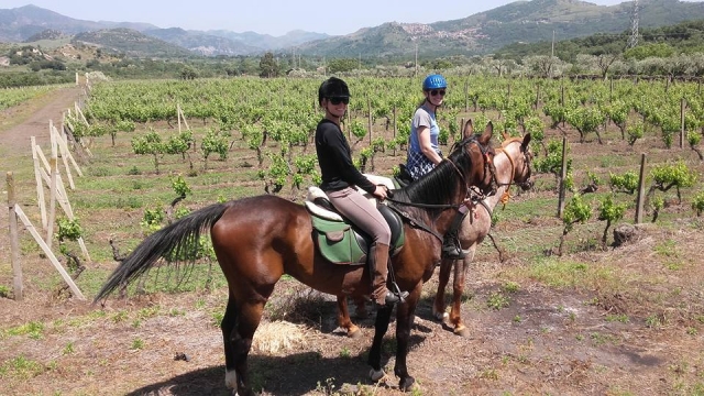 Mit unseren Pferden zwischen den Weinbergen 